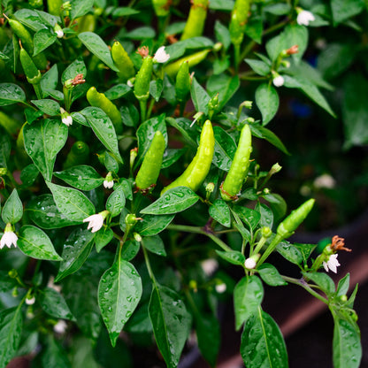 Father's Day Gift Set – Basil, Chili Pepper & Cricket Frass