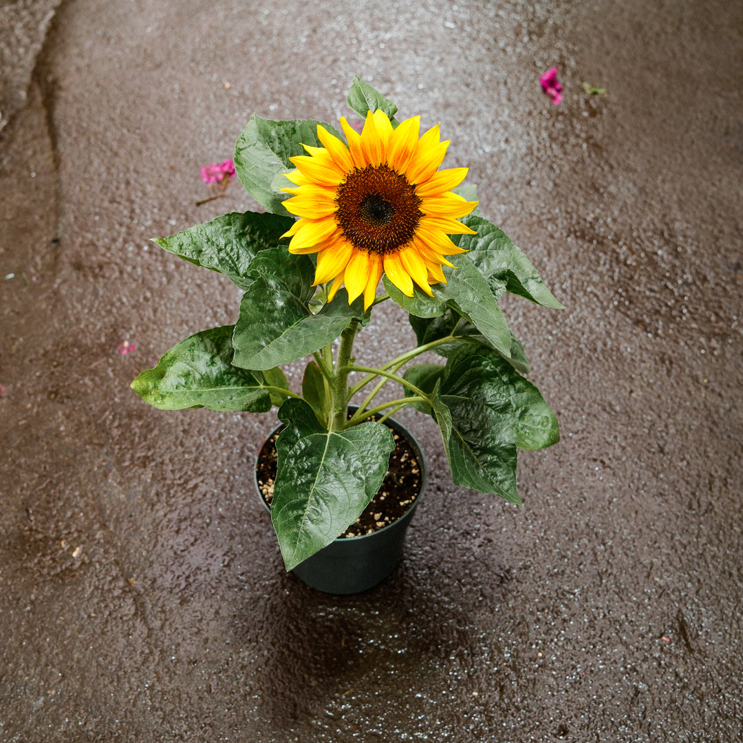 Dwarf Sunflower (6")