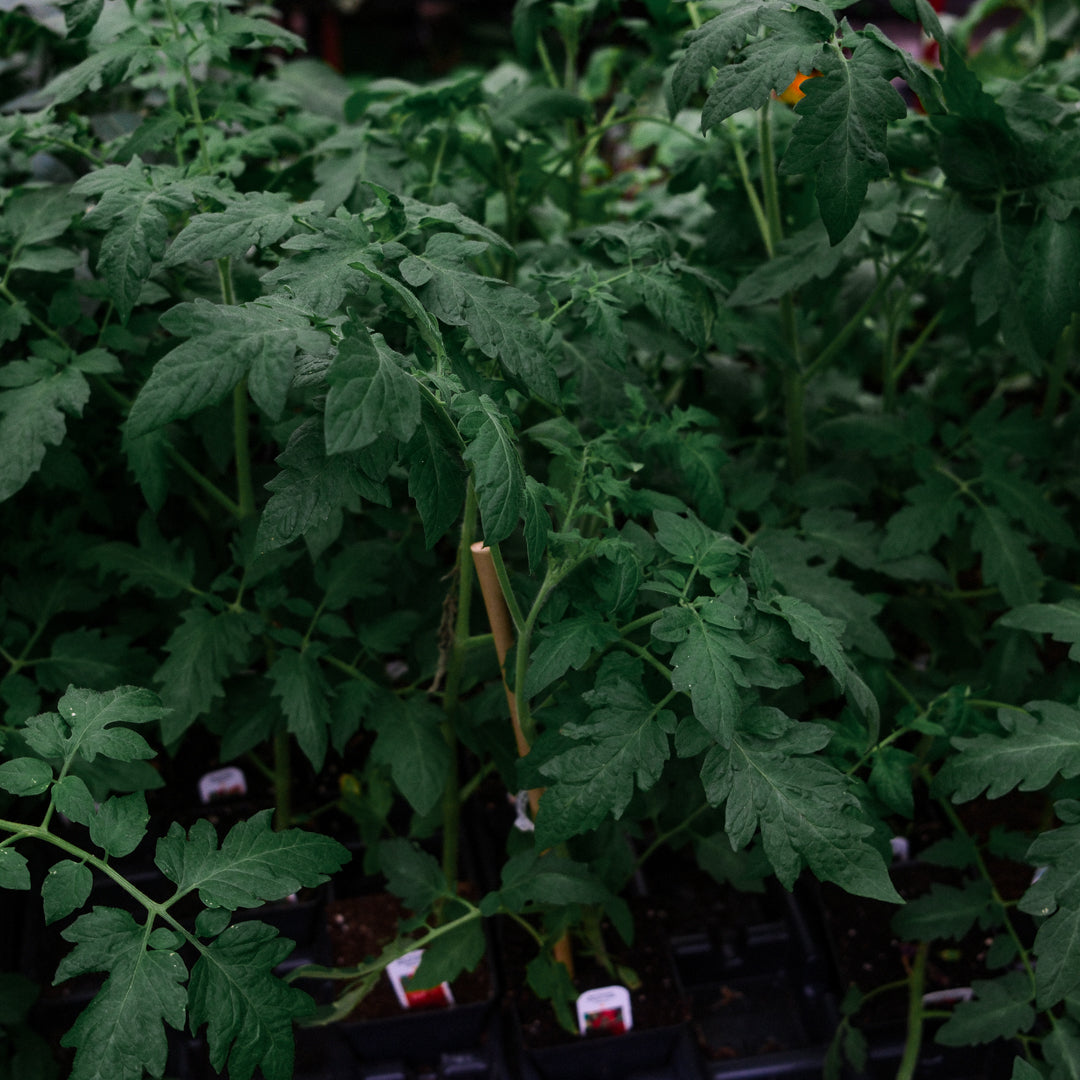 Cherry Tomatoes "Sweet 100" (4.5")