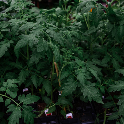 Cherry Tomatoes "Sweet 100" (4.5")