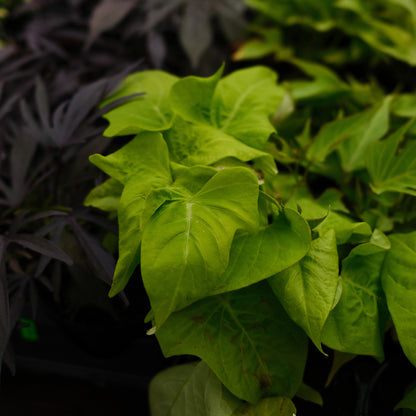 Ipomea Patio Lime (4.5")