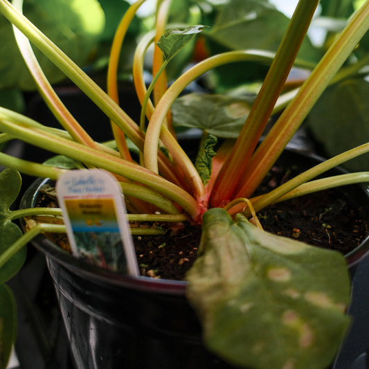 Rhubarbe (6")