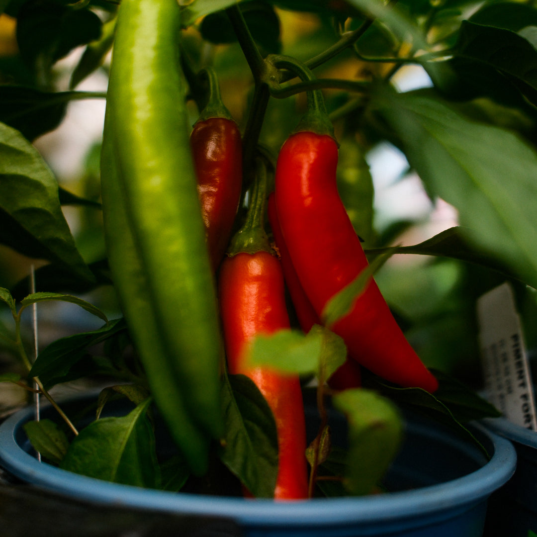 Hot Fajitas Hot Pepper (5")