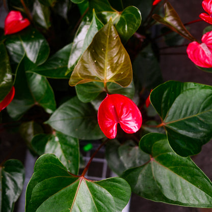 Flamingo Flower (6")