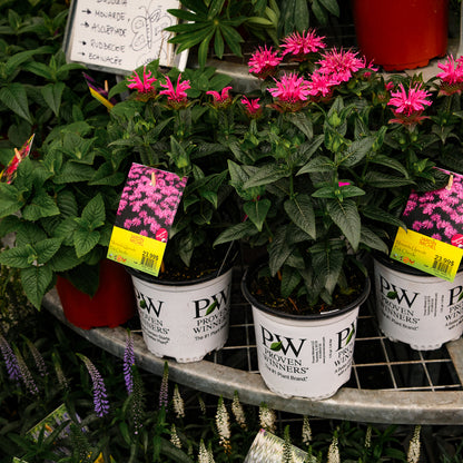Coneflower 'PowWow Wild Berry' (6")
