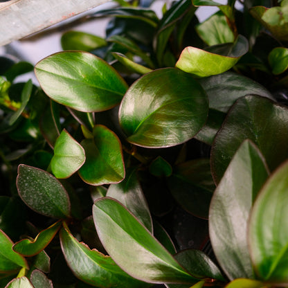 Trailing Peperomia (4,5")