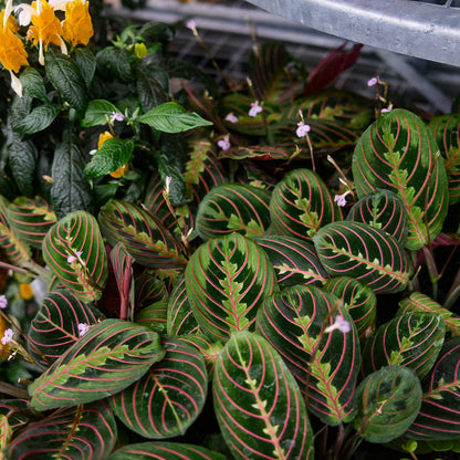 Maranta leuconeura var. erythroneura (4,5")