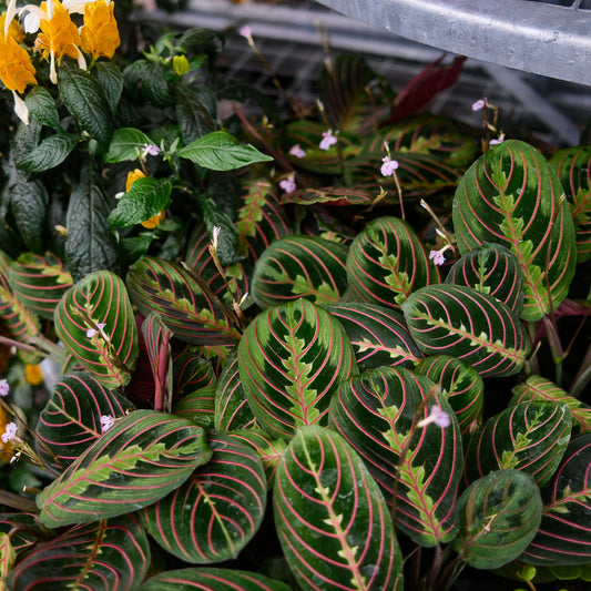 Maranta leuconeura var. erythroneura (4,5")