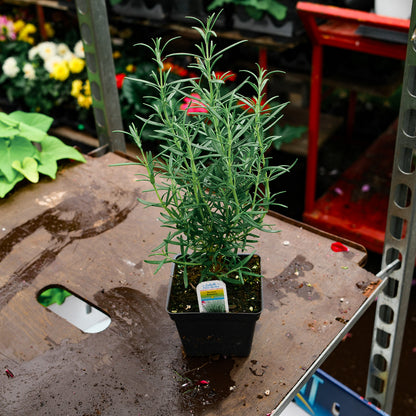 Rosemary (4.5")