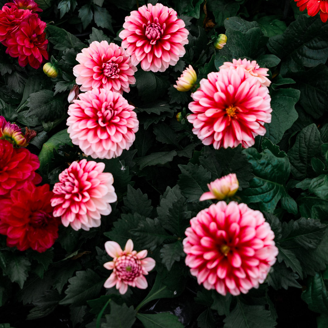 Dahlia (5")