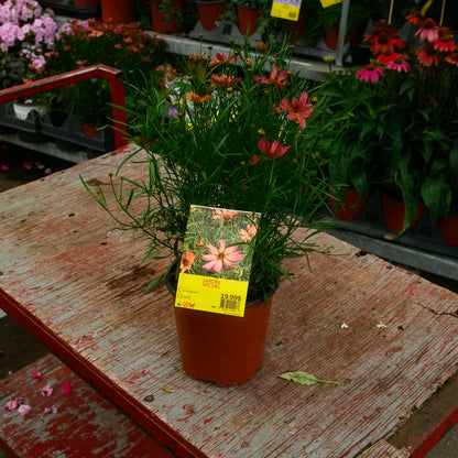 Coreopsis Fall Sensation 'Quartz' (6")