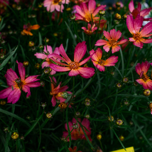 Coreopsis Fall Sensation 'Quartz' (6")