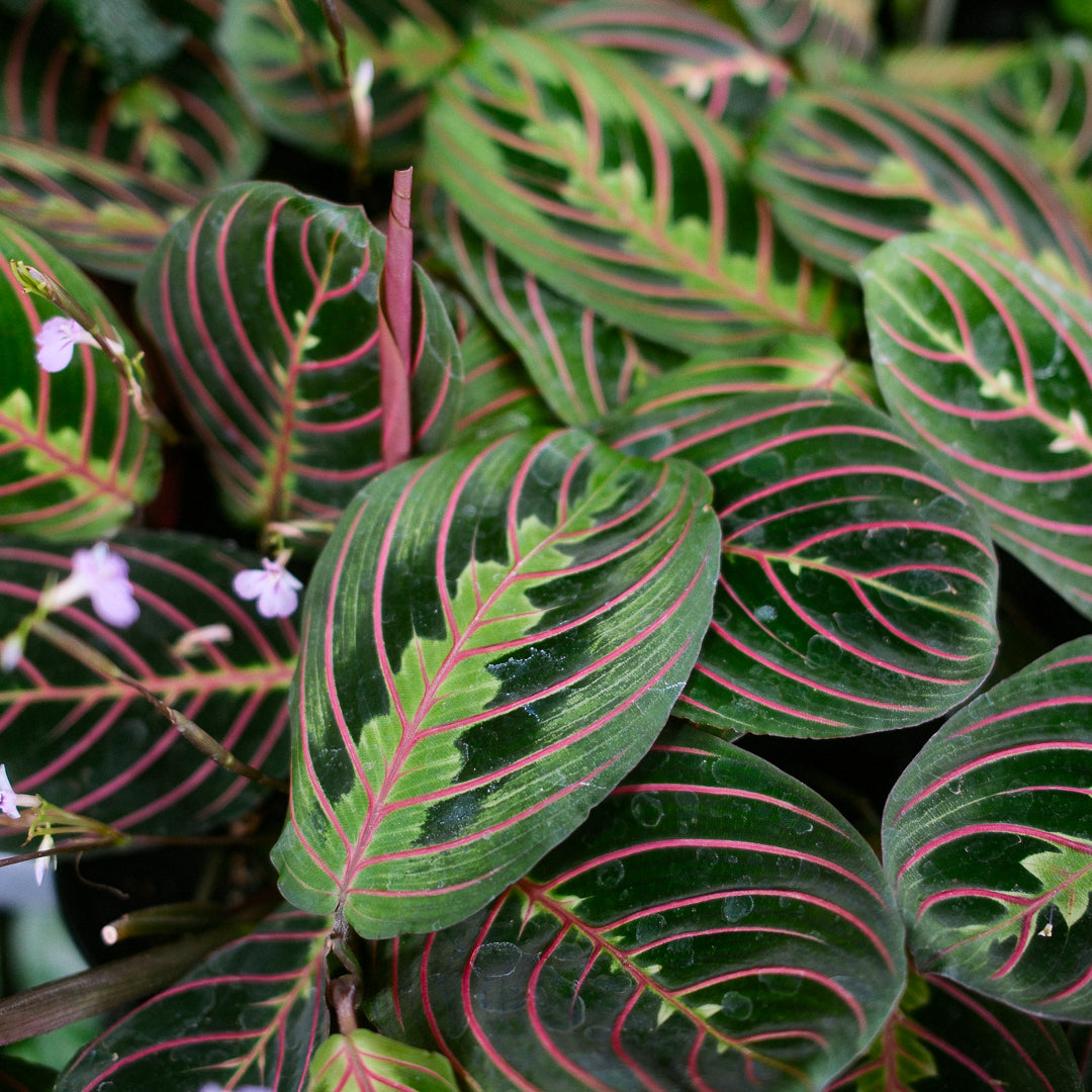 Maranta leuconeura var. erythroneura (4,5")