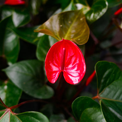 Flamingo Flower (6")