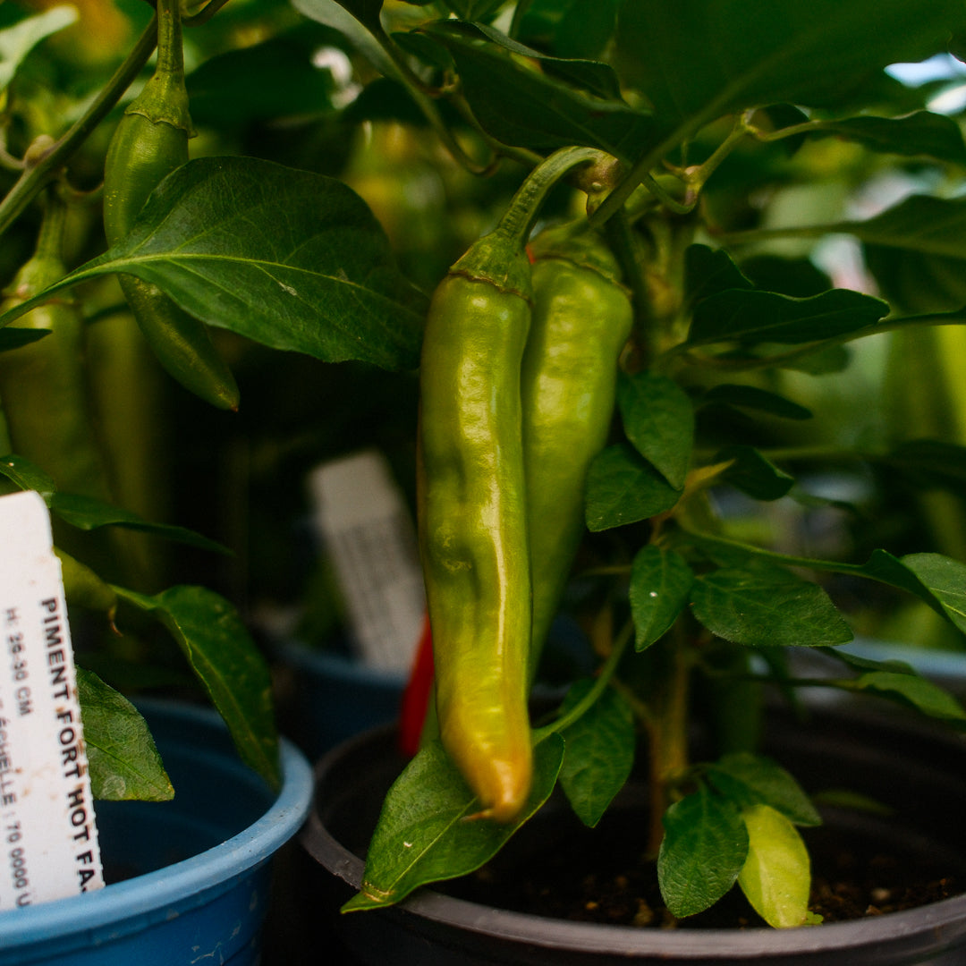 Hot Fajitas Hot Pepper (5")