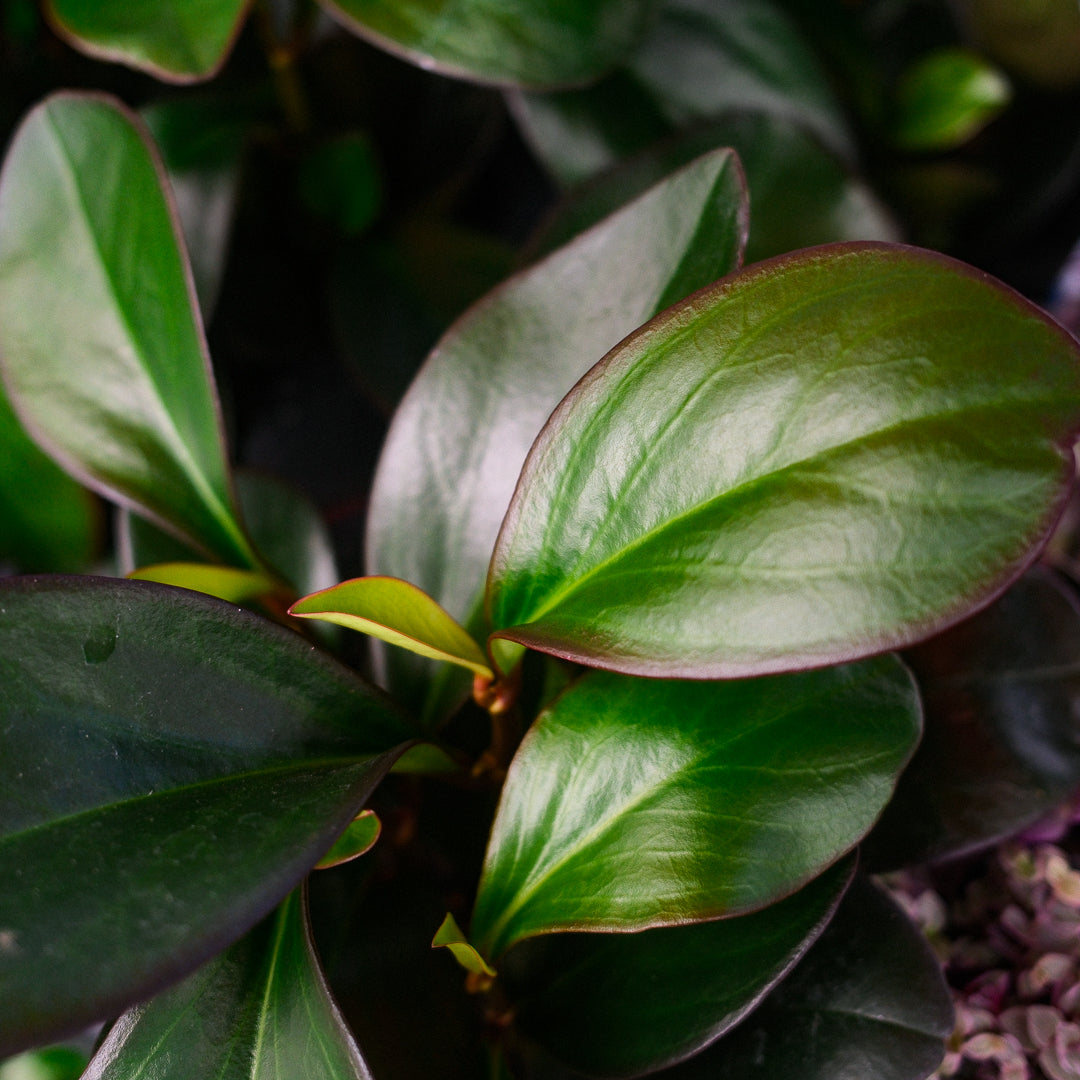 Trailing Peperomia (4,5")