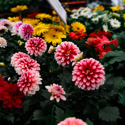Dahlia (5")