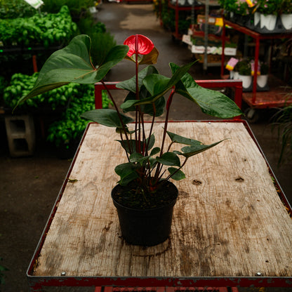 Flamingo Flower (6")