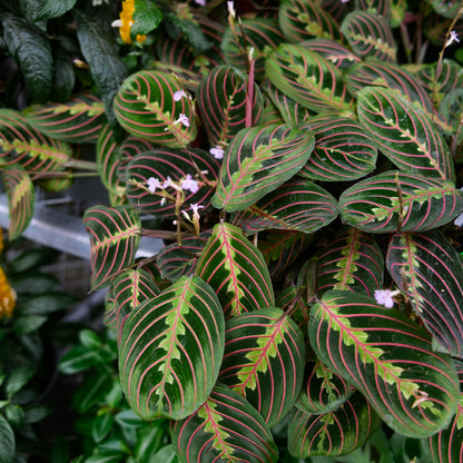 Maranta leuconeura var. erythroneura (4,5")