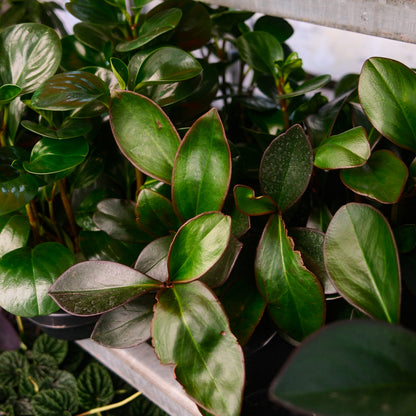 Trailing Peperomia (4,5")