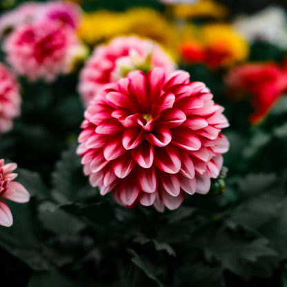 Dahlia (5")