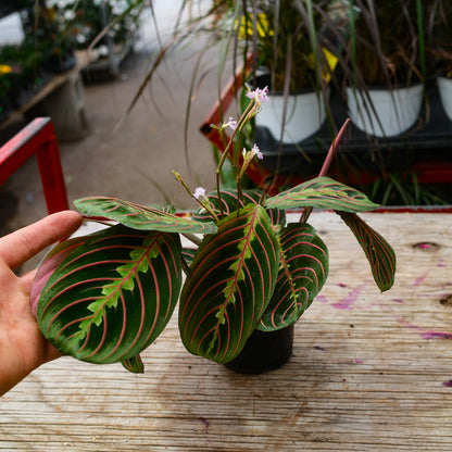 Maranta leuconeura var. erythroneura (4,5")