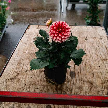 Dahlia (5")