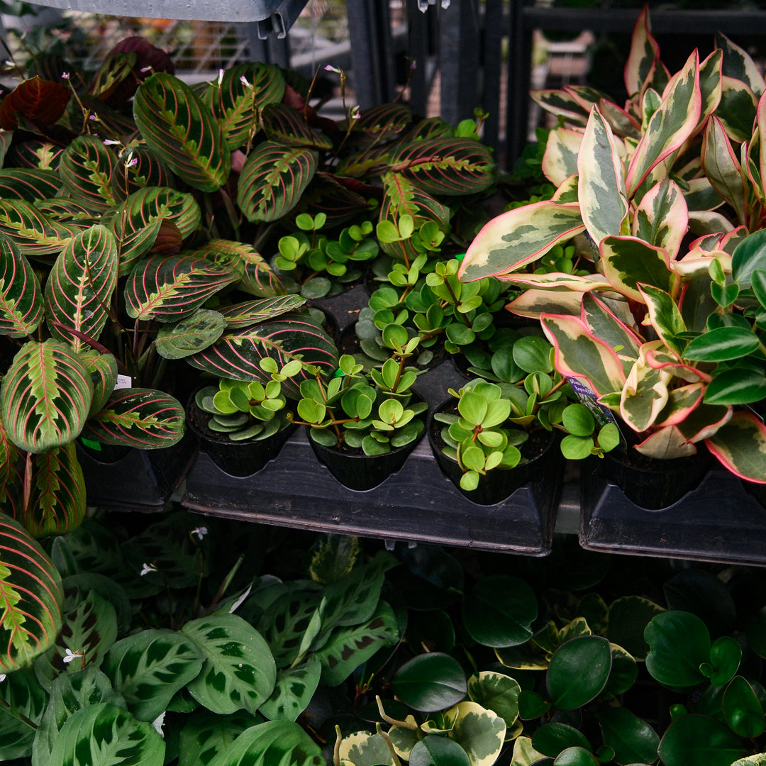 Trailing Peperomia (4,5")