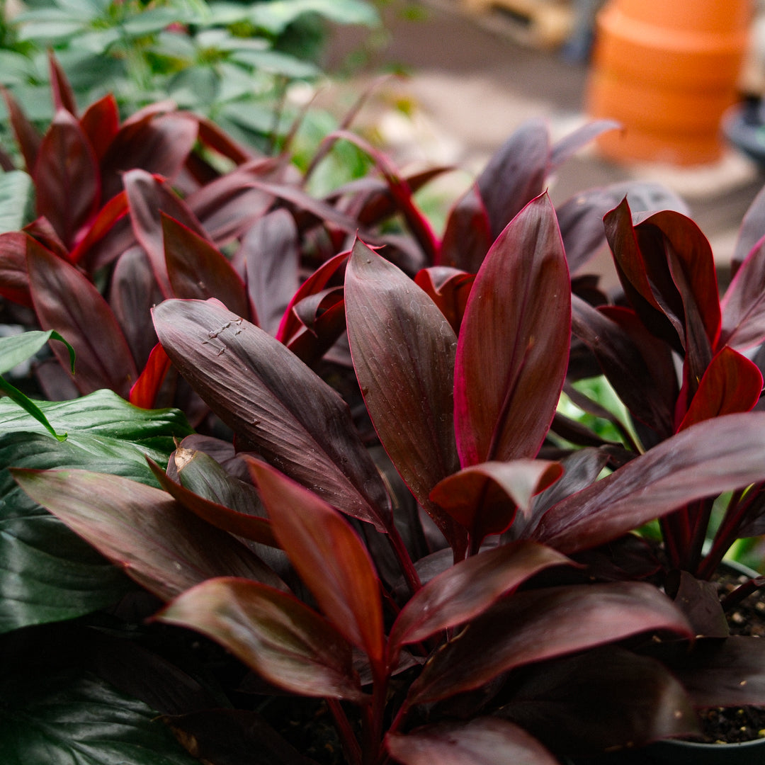 Cordyline (6")