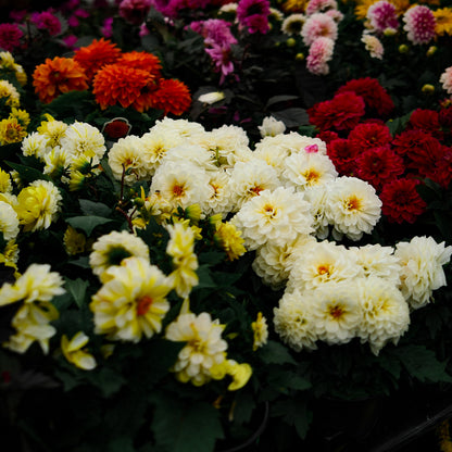 Dahlia (5")