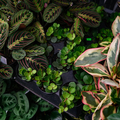 Trailing Peperomia (4,5")