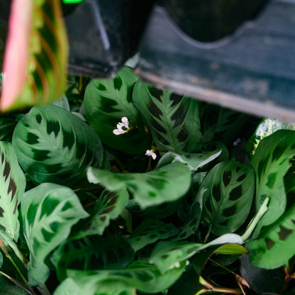 Maranta leuconeura (6")