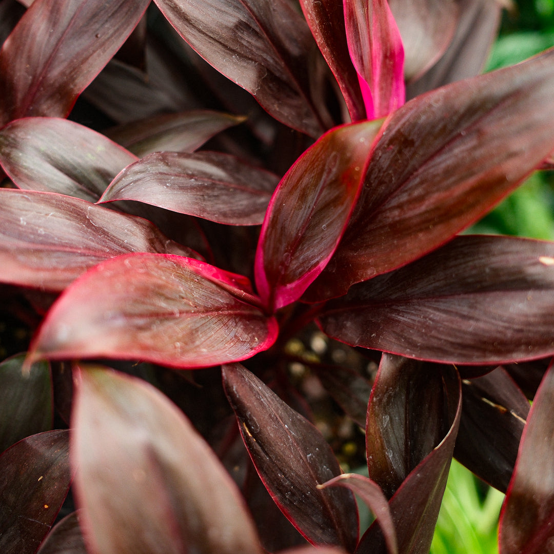 Cordyline (6")