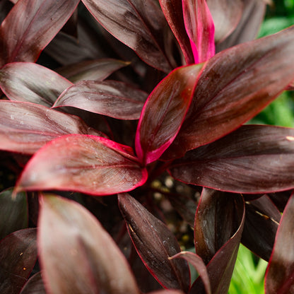 Cordyline (6")