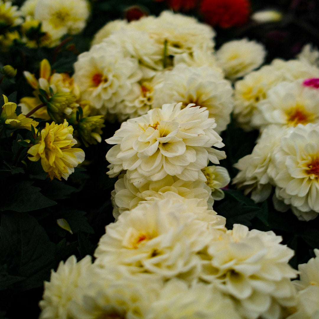 Dahlia (5")