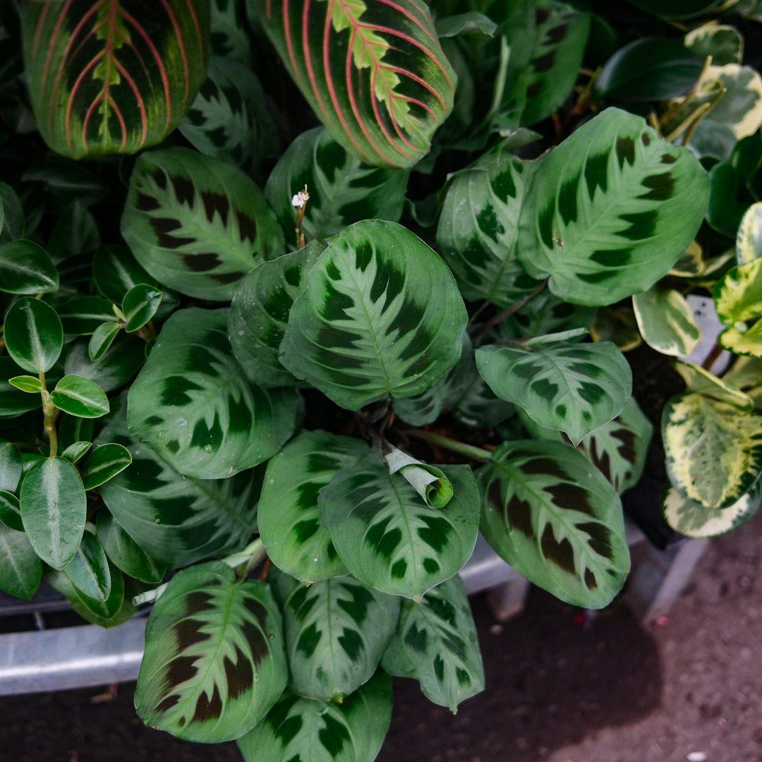 Maranta leuconeura (6")