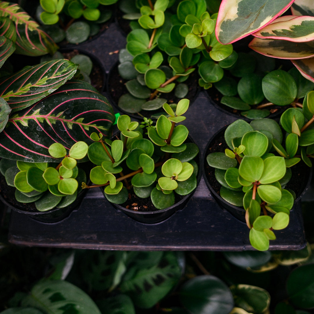 Trailing Peperomia (4,5")
