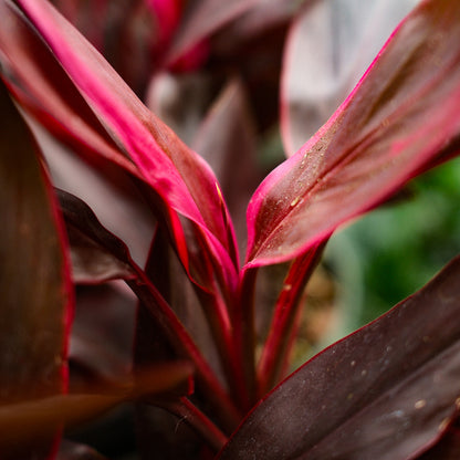 Cordyline (6")