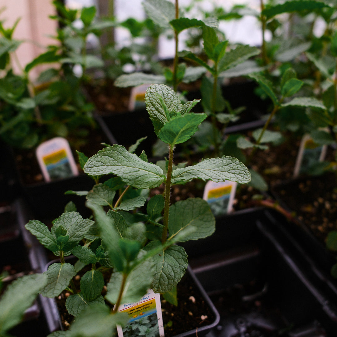 Moroccan Mint (4.5")