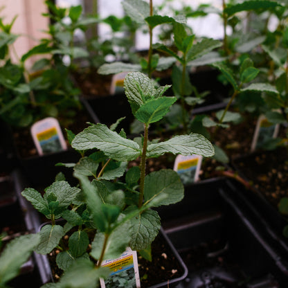 Moroccan Mint (4.5")