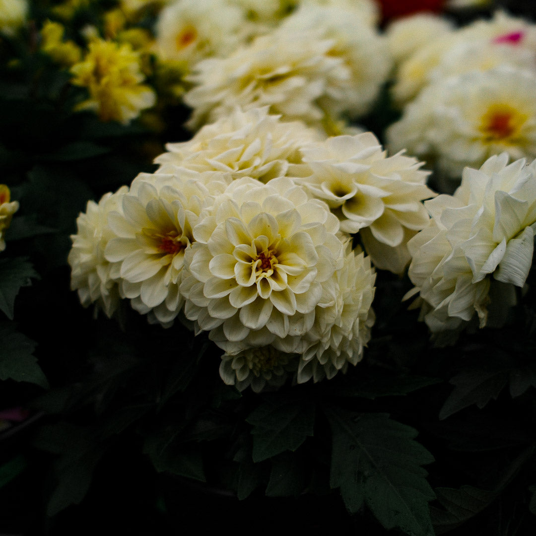 Dahlia (5")