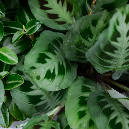 Maranta leuconeura (6")