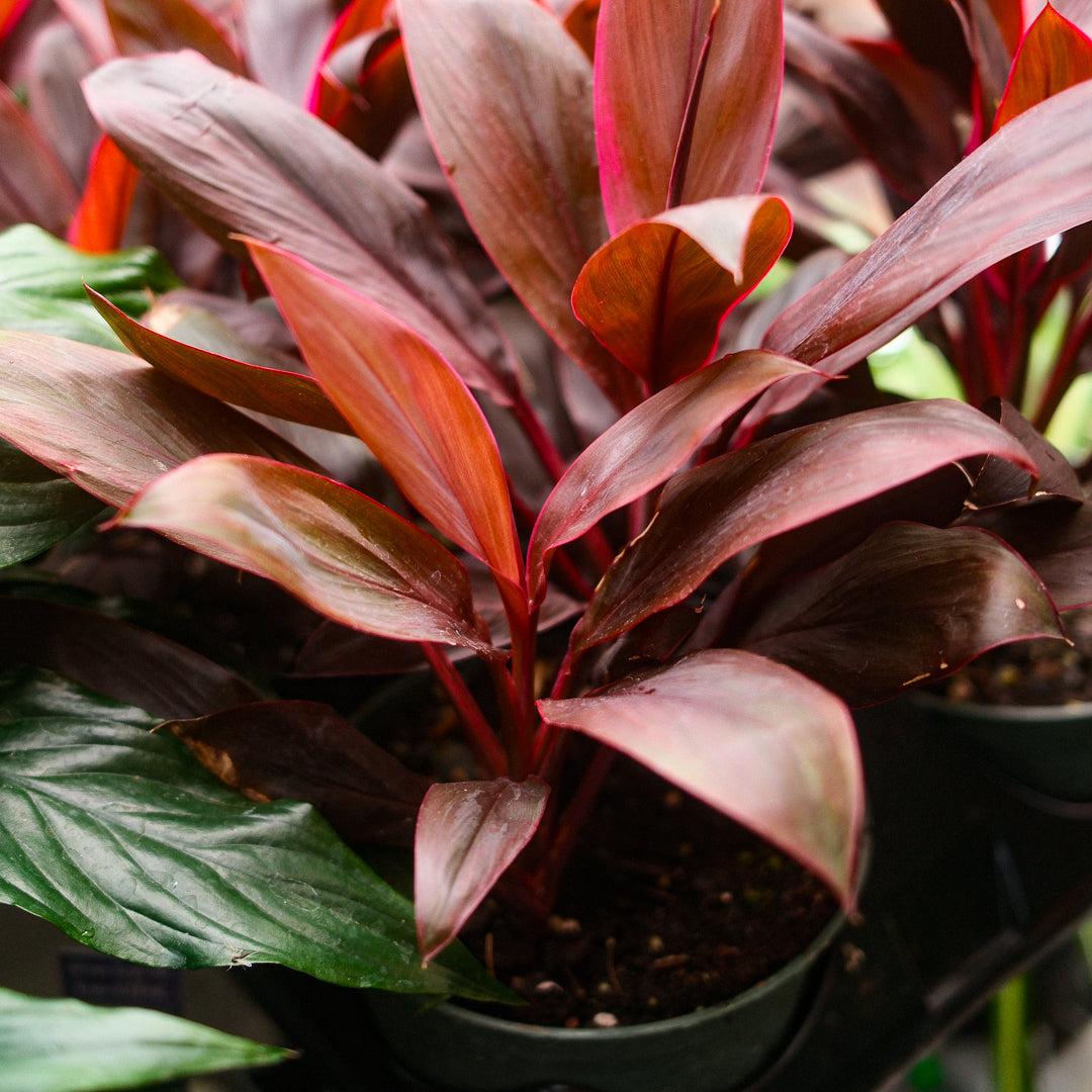 Cordyline (6")