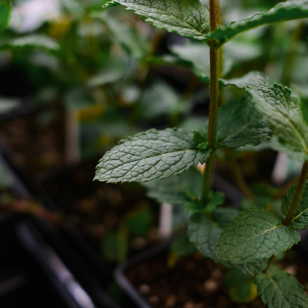 Moroccan Mint (4.5")