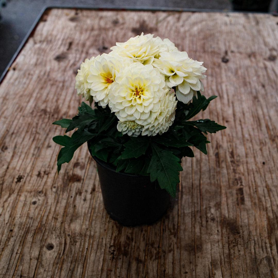 Dahlia (5")