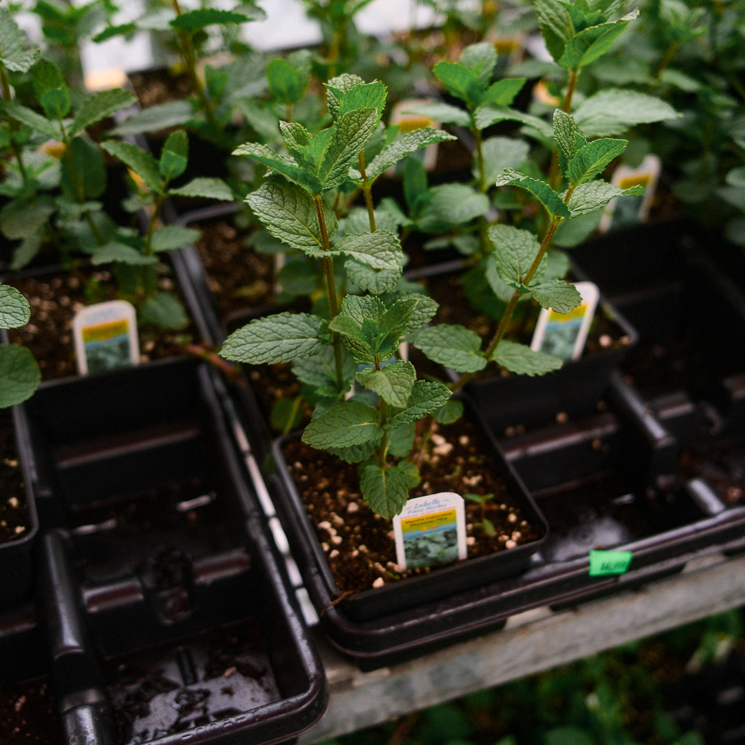 Moroccan Mint (4.5")