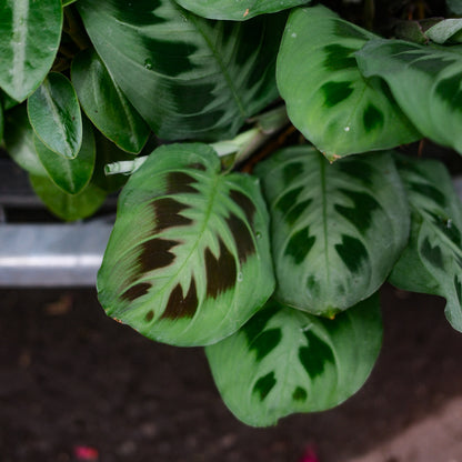 Maranta leuconeura (6")