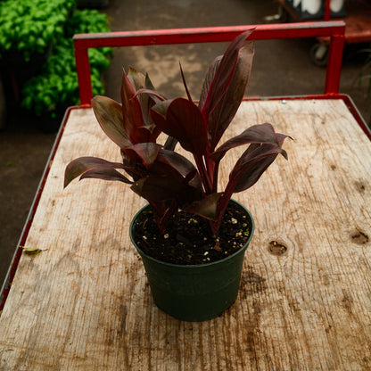Cordyline (6")