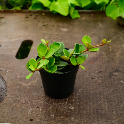 Trailing Peperomia (4,5")