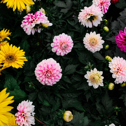 Dahlia (5")
